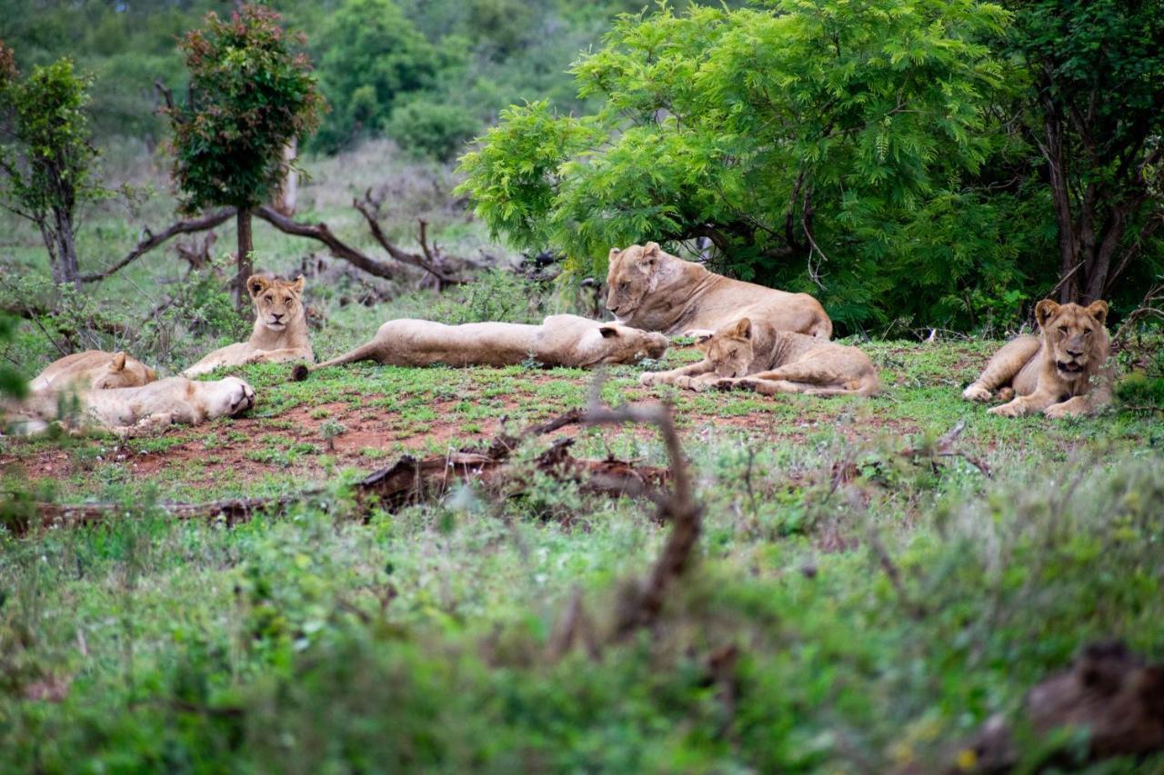 Willa Adventure Bush House Marloth Park Zewnętrze zdjęcie