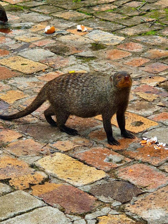 Willa Adventure Bush House Marloth Park Zewnętrze zdjęcie