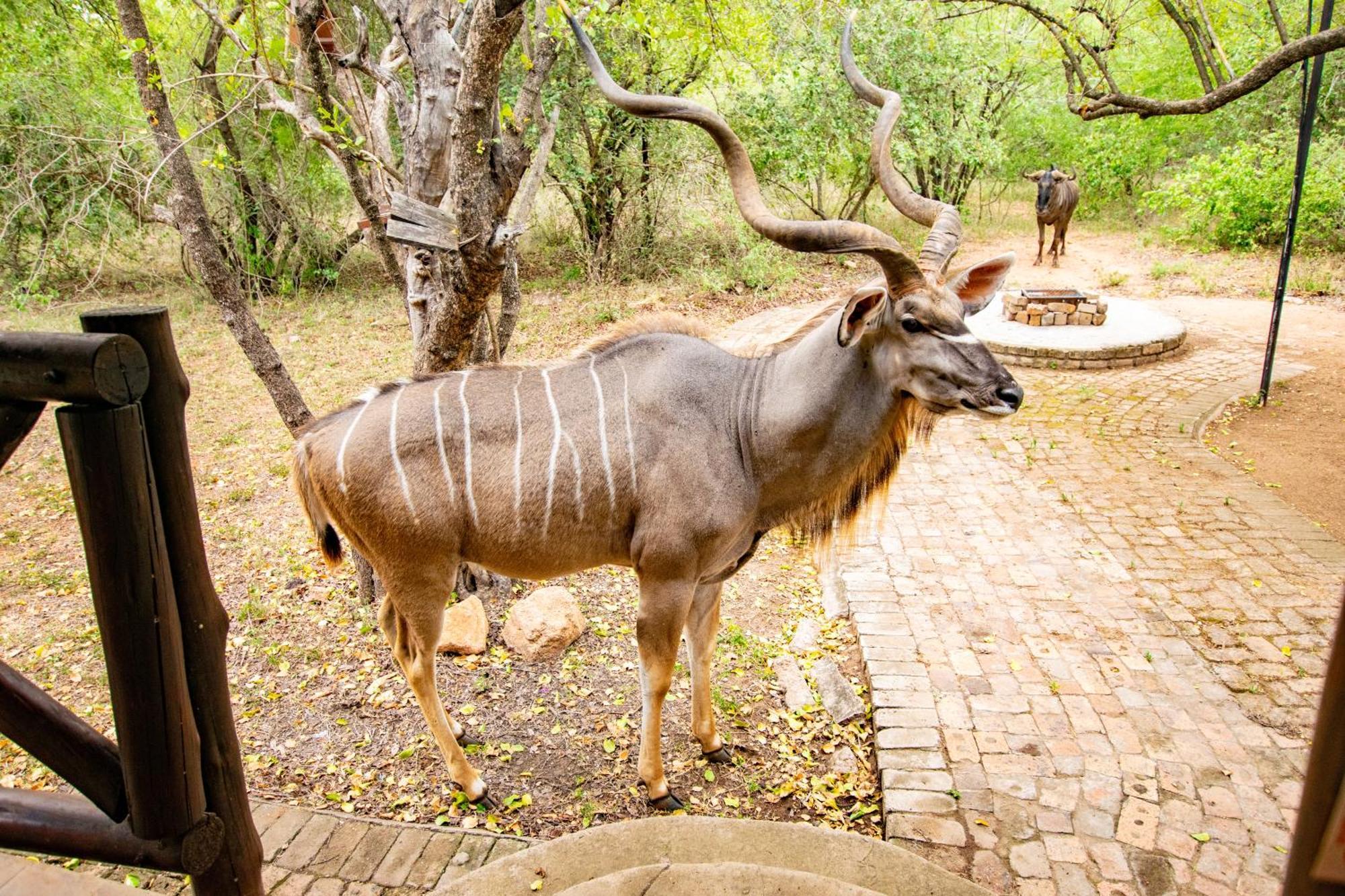 Willa Adventure Bush House Marloth Park Zewnętrze zdjęcie