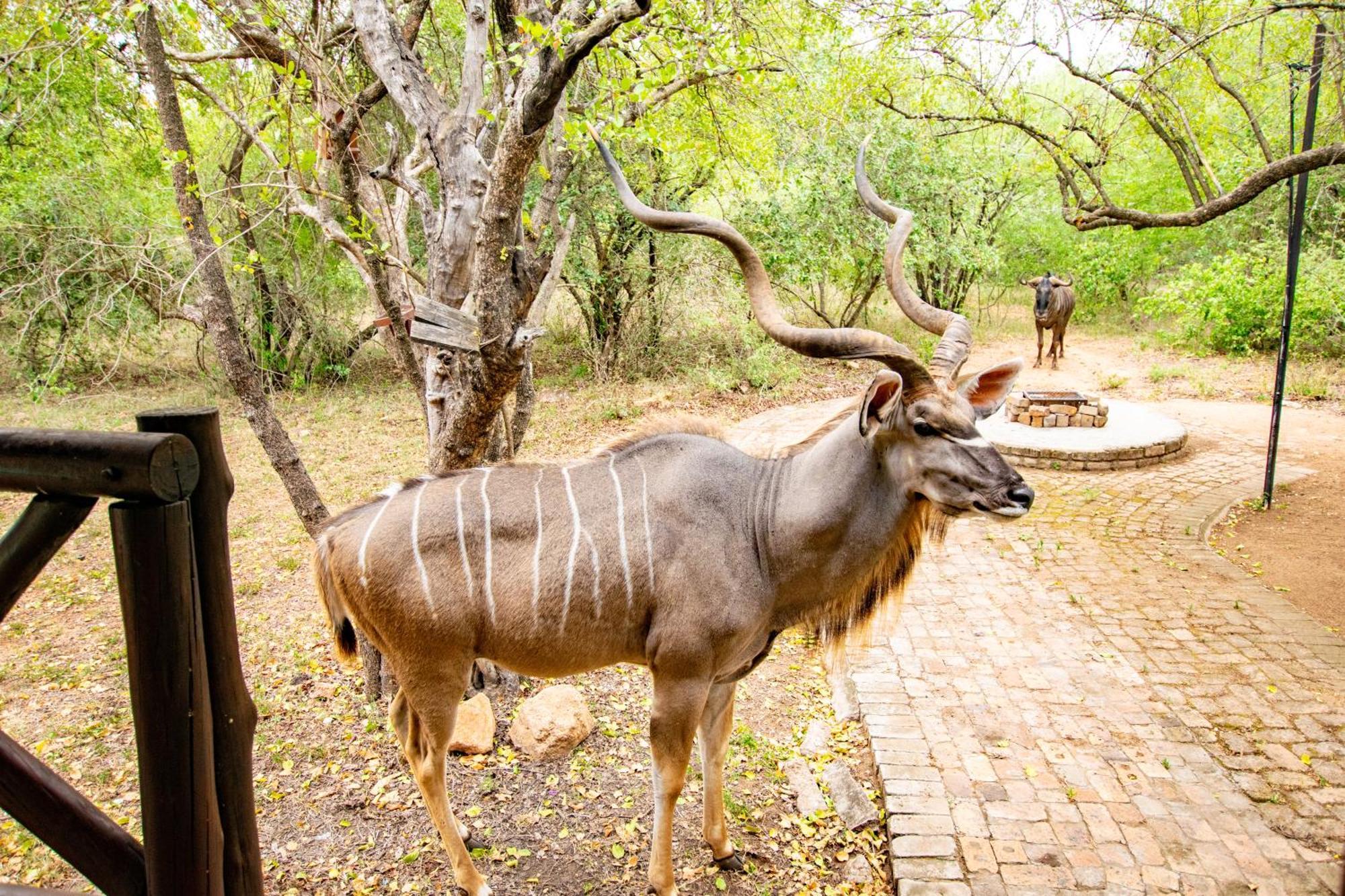 Willa Adventure Bush House Marloth Park Zewnętrze zdjęcie